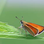Thymelicus lineola  European Skipper