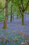 A carpet of blue