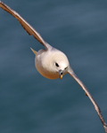 Fulmar in flight along the cliffs at Durlston