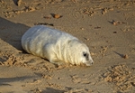 Atlantic Grey Seal