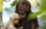 Mother and baby stump-tailed Macaques