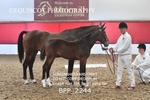BPP_2244