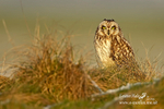 Short eared owl 110212  7