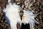 Wood Stork preening back feathers, Wakodahatchee Wetlands, Florida