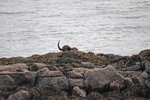 Otter