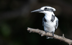 Pied kingfisher