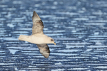 Fulmar flying over pancake ice, Spitsbergen, Svalbard