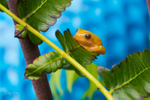 4 Golden Green Tree Frog