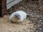 Atlantic Grey Seal