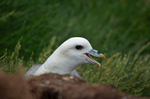 Fulmar