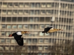 Egyptian Geese