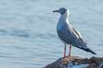 Grey-headed Gull