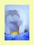 006 Bearded IRis