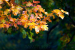 Autumn Orange