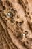 Tarbat Ness shore detail 3