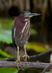 Green Heron