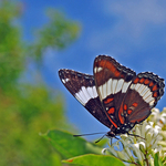Limenitis arthemis
