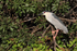 Black-crowned Night-Heron on island, Venice Rookery, Florida