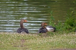Grey geese portfolio
