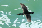 Shag in flight low over the sea at Durlston