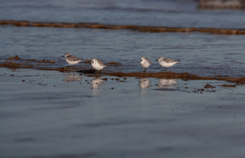 Sanderling - Saltfleet - East Lincolnshire