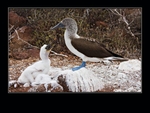 Booby with chicks