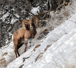 Big Horn Sheep