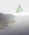 Luna moth at coast - Newfoundland
