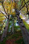 Canopy of light - Perthshire
