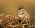 House Sparrow