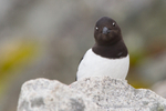 Curious Auk
