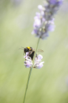 Insect_ 047