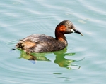 Grebes portfolio
