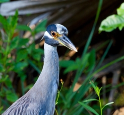 Birds _0030