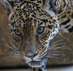 Jaguar close-up