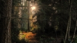 Woods Spirit F5064