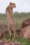Cheetah hunting from rocks