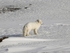 Arctic Fox 6240
