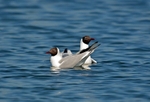Black-headed Gulls