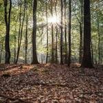Autumn Sunbeams