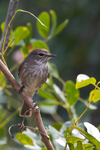 African Dusky Flycatcher perched on a branch