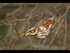 Redwing on Hawthorn