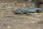 Lizards, Pico Island, Azores portfolio