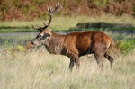 Red Deer