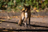 Young Fox at night