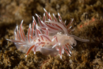 Fjordia sp.