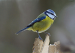 Blue Tit (2)