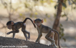 Young yellow baboons