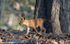 Cub
