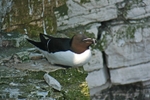 Razorbill